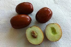 features   plant   cultivation global gardening secrets