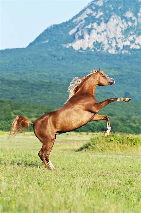 arabian horses