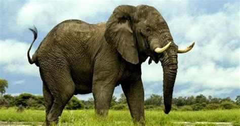 fatos interessantes sobre elefantes ciencia  saude
