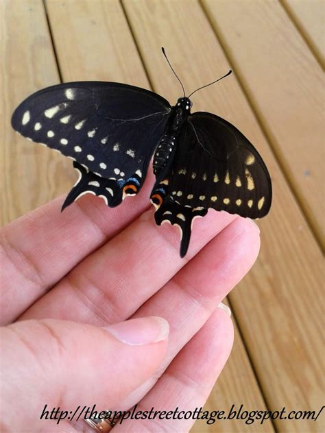 Visiting wilsonfuneralhome revealed a beautiful new garden for guests 24