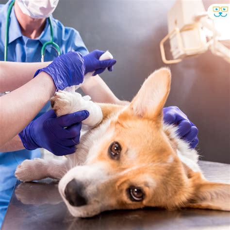 Dog Emergency Care And Urgent Care Visits | Markham Woods Animal Hospital