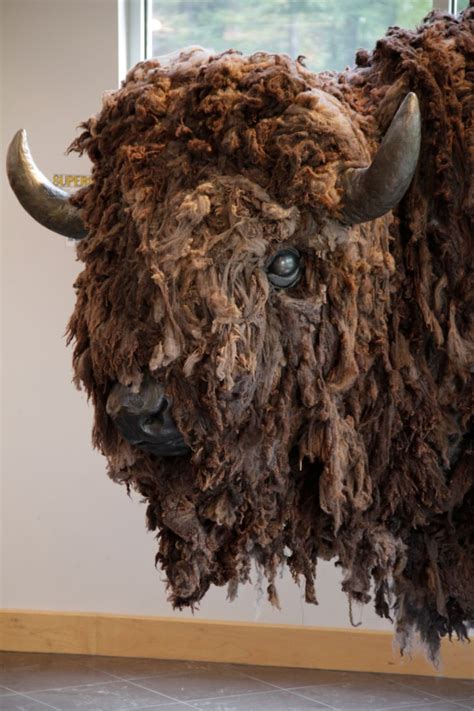 American Bison Sculpture Life Sized Original Fine Art - Etsy