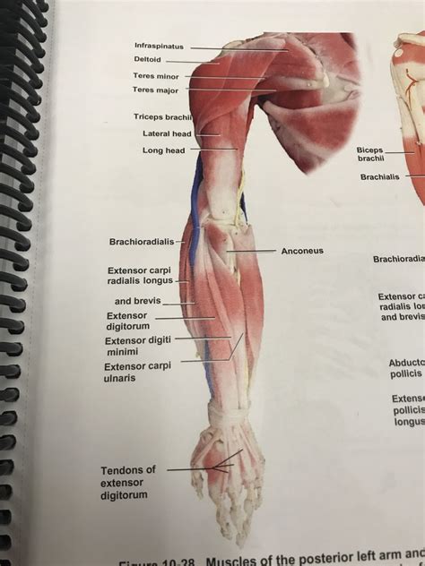 Muscles of the posterior arm and forearm (left) Diagram | Quizlet