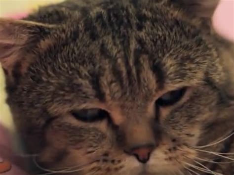 Super Sleepy Cats Compilation - Videos - Viralcats at Viralcats