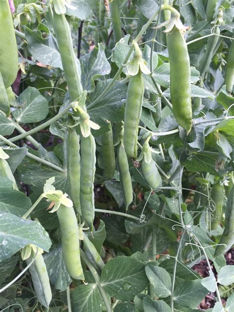 ritual  shelling peas carol  michel author  gardener