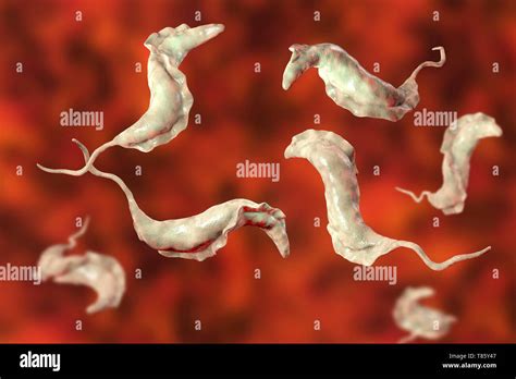 Chagas disease parasite, illustration Stock Photo - Alamy