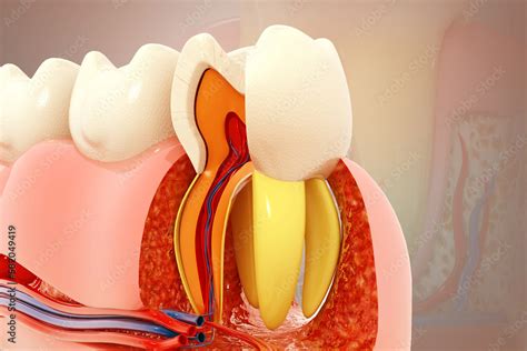 human teeth anatomy cross section  human tooth  illustration