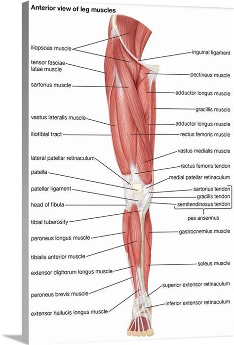 Muscles of the leg - anterior view in 2021 | Human muscle anatomy, Body ...