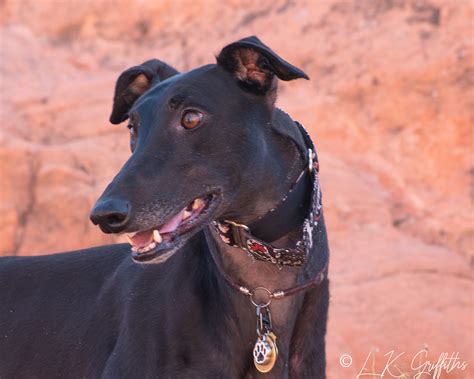 retired racing greyhounds behance