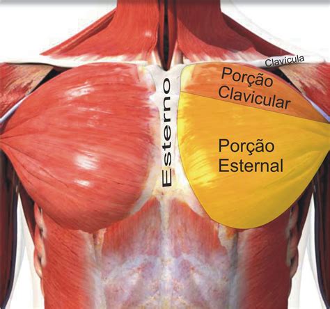 O Que Significa Peitoral - Academia Superação: Treino para Peitoral