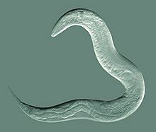 Caenorhabditis elegans - Wikipedia