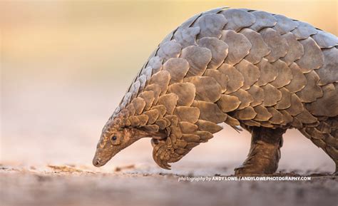 Pangolin Scales Uses : Illegal Pangolin Trade In Myanmar Booming Wildlife Trade News From ...