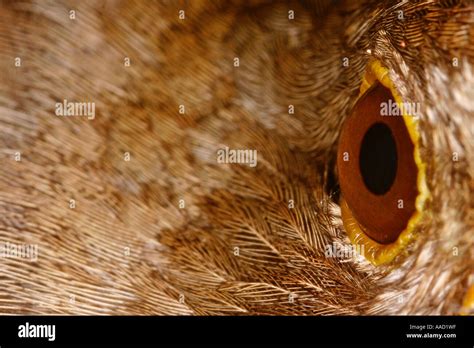eye   bird stock photo alamy