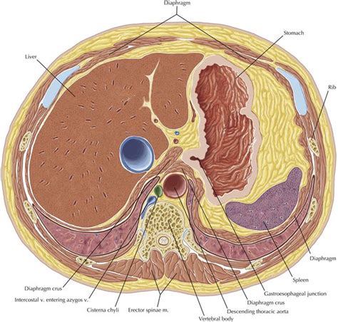 an image of the structure of the human head with labels in english and spanish on it