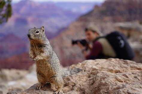 This little guy I met at the Grand Canyon. :) : r/squirrels