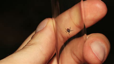 types  ticks  america  theyre