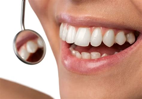 teeth  organ  bone explained