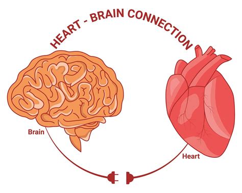 Heart and Brain Connection Vector Illustration Design 34201608 Vector
