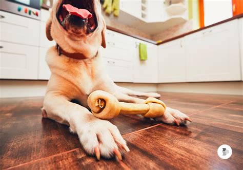 Qual Osso Pode Dar Para Cachorro - Posso dar osso para cachorro? | Blog Colombo