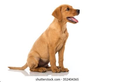 11,976 Dog sitting side view Images, Stock Photos & Vectors | Shutterstock