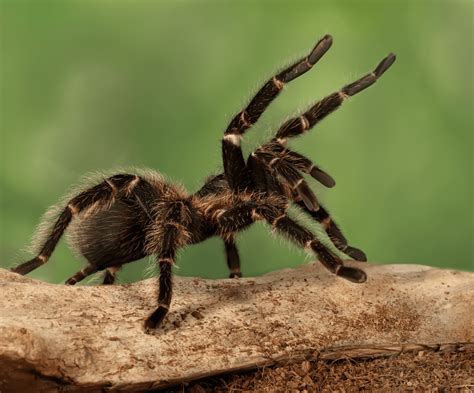 Terrifying Tarantulas An Inside Look at Amazing Arachnids