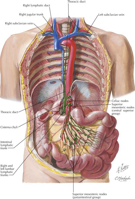home anatomy libguides  university  otago