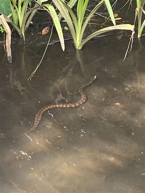 [Central Florida] brackish water : r/whatsthissnake