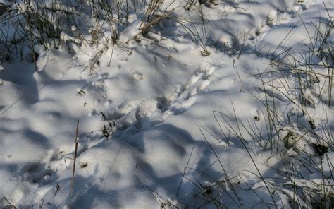 spuren im schnee hintergrundbilderde