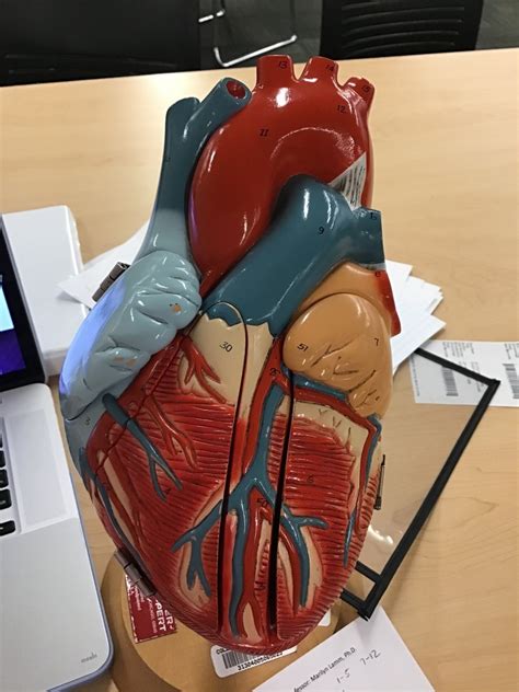 3D Heart Model Diagram | Quizlet