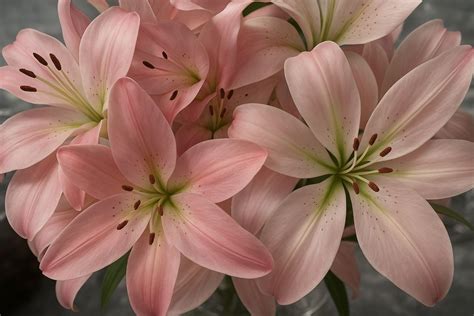 lilies flower aesthetic flowers pink wallpaper laptop