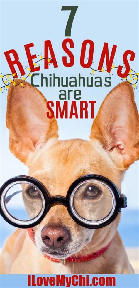 7 Reasons Why Chihuahuas are Smart - I Love My Chi
