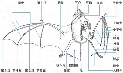 コウモリ(こうもり)とは？ 意味や使い方 - コトバンク