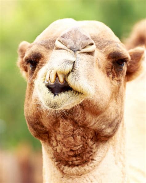 Royalty Free Funny Camel Pictures, Images and Stock Photos - iStock