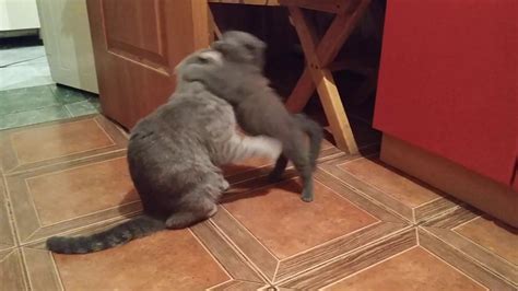 Мама шотландская вислоухая кошка и её дочка котёнок любят поиграть ...