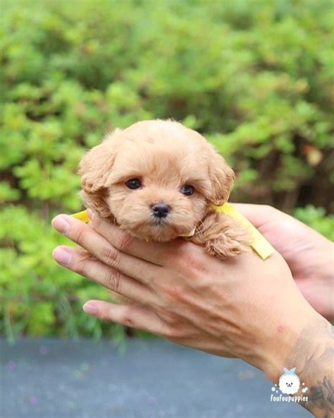teacup puppies  sale teacup puppy miniature toy dogs foufou