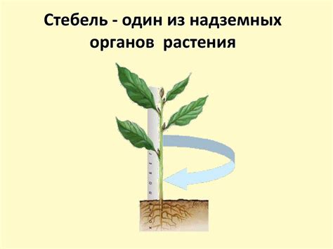 Стебель, его строение и значение - презентация онлайн