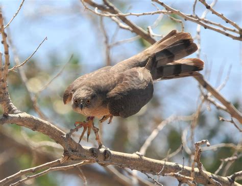 Urban Cooper’s hawks face a range of threats - The Wildlife Society