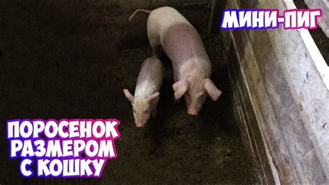 Чудо природы- ОЧЕНЬ маленький поросенок - YouTube