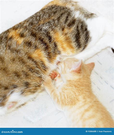 Kitten sucking milk stock photo. Image of female, kitten - 9386688