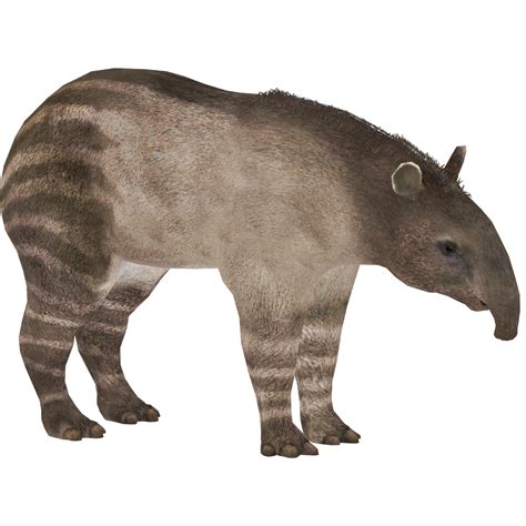 Webb's Tapir (Demon Hunter) | ZT2 Download Library Wiki | Fandom