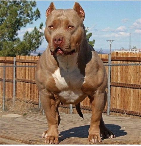 Damn !!!! Pitbull Dog Breed, Bully Dog, Pitbull Puppies, Pitbull Meme ...