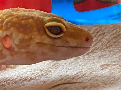 Leopard Gecko Mouth Rot (Stomatitis) Explained: Causes, Symptoms, Treatment - ReptileBreeds.com