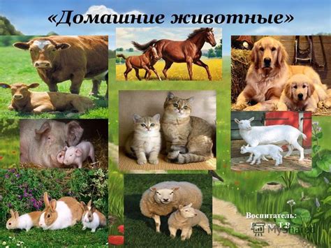 Презентация на тему: "«Домашние животные» Воспитатель: Бетева Т.В ...