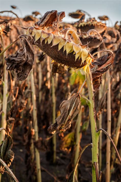 Growing Sunflowers for Seed