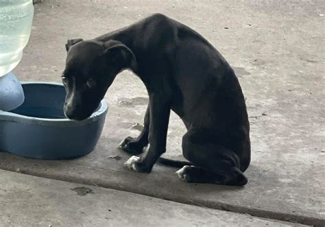 Signs Of Hope: 5 Clues To Determine If Your Dog Is Recovering From Distemper