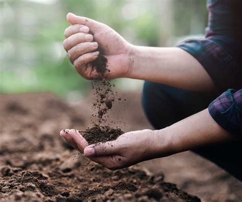 How to make soil more acidic: 11 ways to amend your soil's pH | Homes