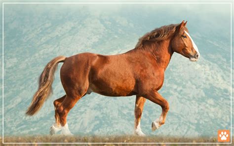italian heavy draft horse breed profile facts  vivo pets