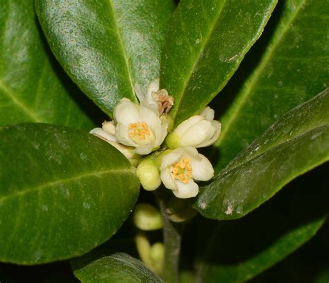 Atalantia buxifolia - Изображение особи - Плантариум