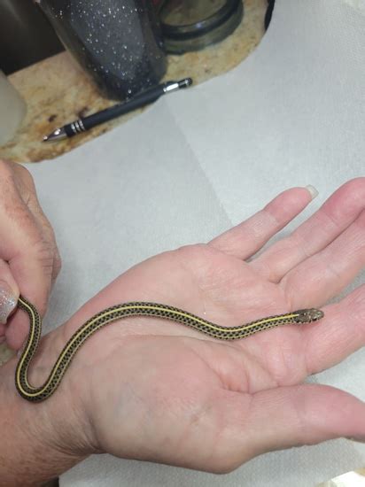 Plains Garter Garter Snake by Squamata Reptiles