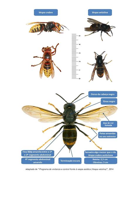 Informações sobre Vespas Asiáticas
